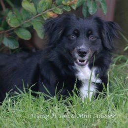 Miniature Australian Shepherd and Toy Australian Shepherd All Grown Up from Flying H Toy and Mini Aussies