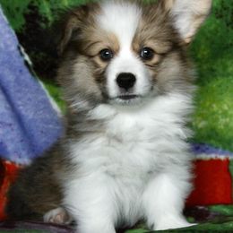 American Corgi Puppies from Martinez Corgis