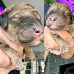 Dash - Sable male Assorted Doodle Crosses puppy in Irmo, South Carolina from Kava Kennels