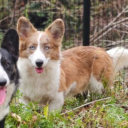 Boy 2 - Blue merle and white male Cardigan Welsh Corgi puppy in Natchitoches. La, Louisiana from Bleu Bayou Corgis