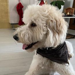 Goldendoodles from Daviegoldendoodles