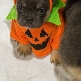 Sean - Blue fawn male French Bulldog puppy in Delhi, Louisiana from 4T Ranch