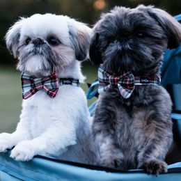 Shih Tzus from Cocktail Shih Tzu