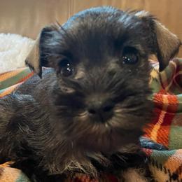 Tiptoe - Salt and pepper female Miniature Schnauzer puppy in Interlachen, Florida from Pam's Schnauzers