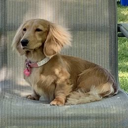 Celeste - Dachshund