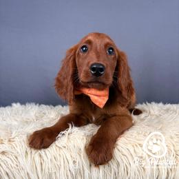 Carmel - Red male Companion Cross puppy in Utah County, Utah from Big Hearted Breeders