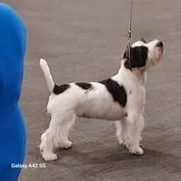 Dixie - Russell Terrier