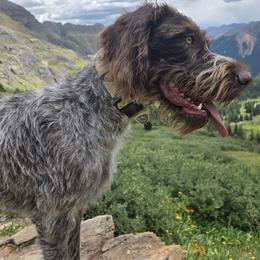 German Wirehaired Pointer puppies from Show Me Kennels