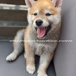Shiba Inu Puppies from Shiba Paradise