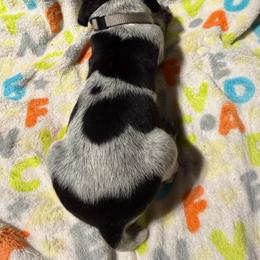 Grey - Black roan male German Shorthaired Pointer puppy in Jackson, Georgia from Rosengrace Gsps (formerly Tiner GSP’s)
