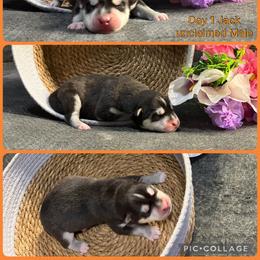 Jack - Black and white male Siberian Husky puppy in Canton, Ohio from Bleu Skies Siberian Huskies