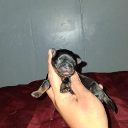 Boy 1 - Black and tan male Shih Tzu puppy in Birmingham, Alabama from K&D kennels