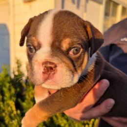 OZZY - Chocolate tri-color male Bulldog puppy in Perris, California from Ohana_626_kennels