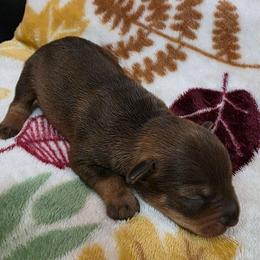 Boy 1 - Liver male Miniature Schnauzer puppy in Fredericksburg, Virginia from Jentz Family Schnauzers