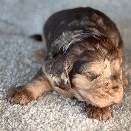 Goldendoodle Puppies from Doodlebloom Farm