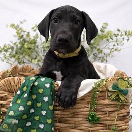 Echo - Black and white female Great Dane puppy in Brooksville, Florida from Follow My Lead Great Danes