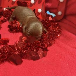 Blue collar - Chocolate male Dachshund puppy in Pleasant Plains, Arkansas from JGBs Dachshunds