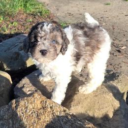 Boy4 - Merle male Cavapoo puppy in Medina, Ohio from Momma's Minis