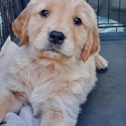 Golden Retriever Puppies from Bliss Creek Goldens