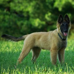 Belgian Tervuren Puppies from Coyote Run Tervuren