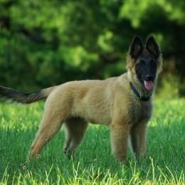 Belgian Tervuren Puppies from Coyote Run Tervuren