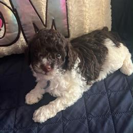 Cheveron - Parti male Poodle puppy in Winter Haven, Florida from Herdez’s Poodles