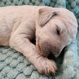 Angel Cake - White female Poodle puppy in Clayton, Washington from Short Legs & Curly Wags LLC