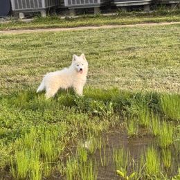 Petey - White Pomsky puppy in Bucyrus, Missouri from Hill Top Pomskies