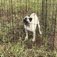Max - Pug