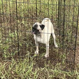 Max - Pug
