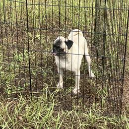 Max - Pug