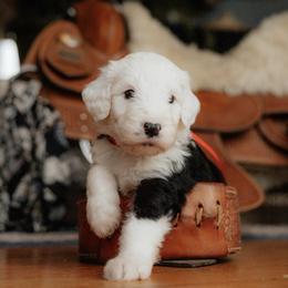 Fizz - Black and white male Sheepadoodle puppy in Vernonia, Oregon from Life Unleashed Farm