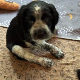 English Springer Spaniel Puppies from Butterfield Trail Farm