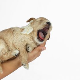 Goldendoodle Puppies from Loving Hearts Goldendoodles