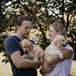 Golden Retriever Puppies from Rosemary Goldens