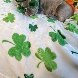 French Bulldog Puppies from Furchildbreeds