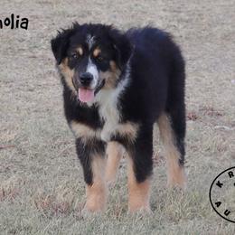 Magnolia - Black tri female Miniature Australian Shepherd puppy in Garden Plain, Kansas from Krazy K Aussies