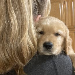 Golden Retrievers and Miniature Australian Shepherds from Alexander Canines