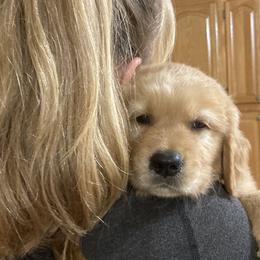 Golden Retrievers and Miniature Australian Shepherds from Alexander Canines