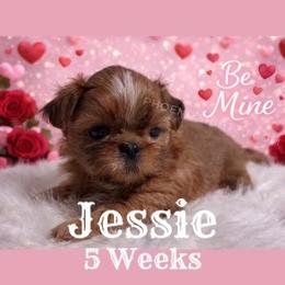 Jessie - Gold female Shih Tzu puppy in Hayden, Idaho from Phoenix Shih Tzu
