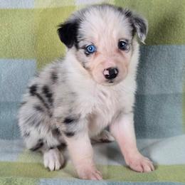 Nox - Blue merle female Border Collie puppy in Chicora, Pennsylvania from Riverwood