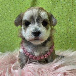 Honey - Gold female Morkie puppy in Monticello, Iowa from Ashley’s Puppies