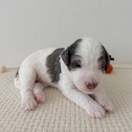Pirate - Merle male Bernedoodle puppy in Apache Junction, Arizona from Coffey House Doodles