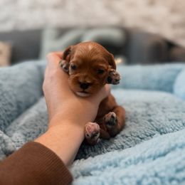 Eve - Red female Cavapoo puppy in Mayo, Florida from Kingston’s Cavaliers