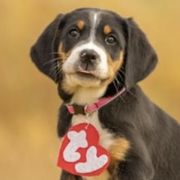 Frenchie - Black, white and red Greater Swiss Mountain Dog puppy in Northville, Michigan from Great Lakes Swissies