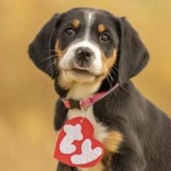 Frenchie - Black, white and red Greater Swiss Mountain Dog puppy in Northville, Michigan from Great Lakes Swissies