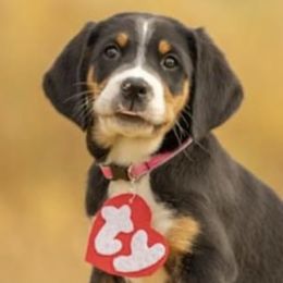 Frenchie - Black, white and red Greater Swiss Mountain Dog puppy in Northville, Michigan from Great Lakes Swissies