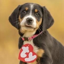 Frenchie - Black, white and red Greater Swiss Mountain Dog puppy in Northville, Michigan from Great Lakes Swissies