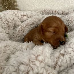 Hot dog - Red male Cavapoo puppy in Tucson, Arizona from Indie Boo’s mini Cavapoos
