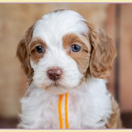 Ariel - Red and white female Cockapoo puppy in Connersville, Indiana from Deaz Doodle Ranch